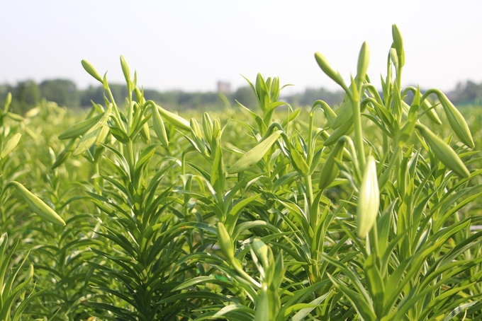 Người dân Huế thu hàng chục triệu đồng mỗi vụ hoa loa kèn